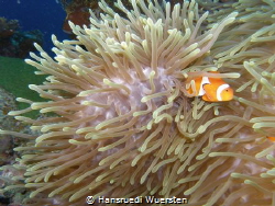 Hidden Clownfissh by Hansruedi Wuersten 